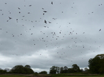 FZ015267 Count the Red kites (Milvus milvus).jpg